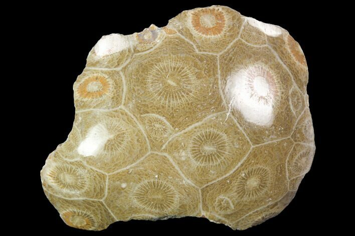 Polished Fossil Coral (Actinocyathus) - Morocco #100648